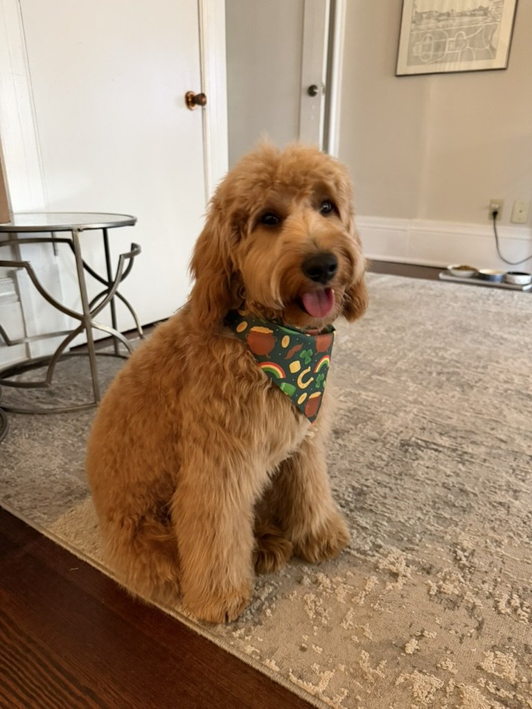 Ben, Malek Damiri's goldendoodle, sitting in a fruit-print bandana