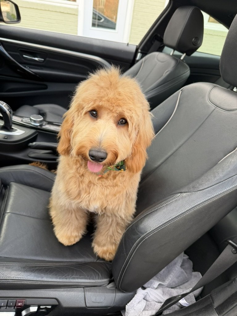 Ben, Malek Damiri's goldendoodle, sitting in a car seat with his tongue out