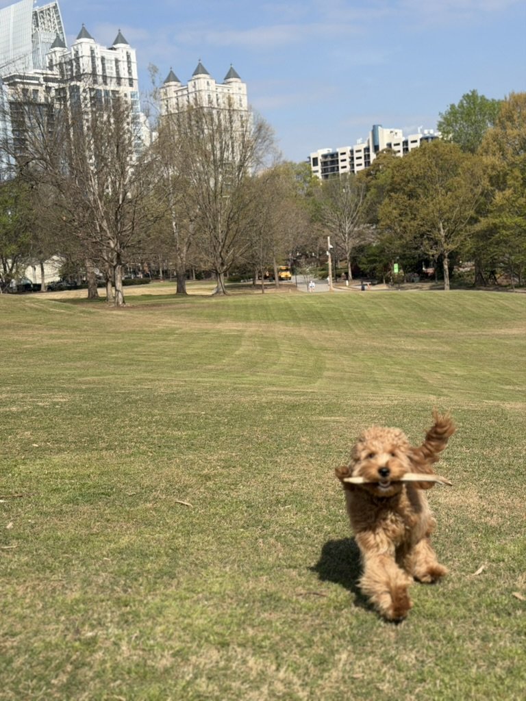 Ben, Malek Damiri's goldendoodle, running with a stick at Piedmont Park with the Midtown Atlanta skyline behind him
